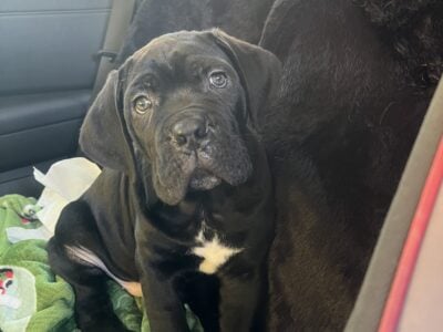 Cane Corso made pups 8 weeks