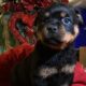 German Rottweiler puppies