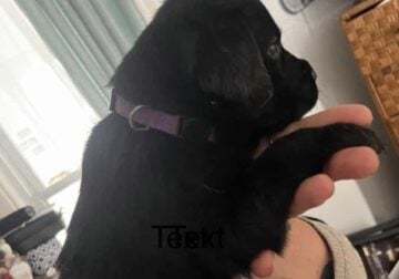 Full blooded Lab pups for sale