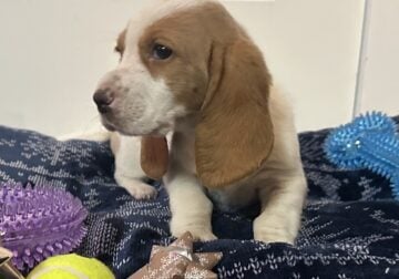 Female Basset Hound Puppy