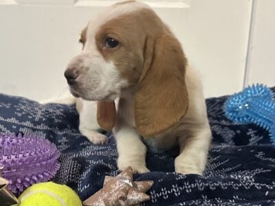 Female Basset Hound Puppy