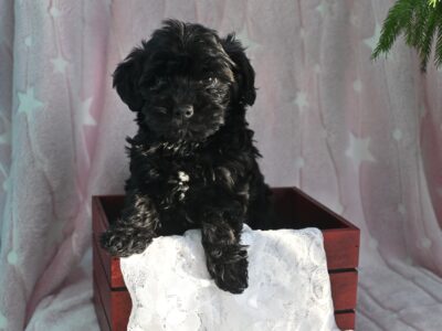F1B Yorkiepoo Puppy-Emily