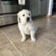 Golden Retriever male puppies