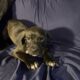 American Staffordshire Terrier Puppies