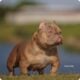 American bully pups micro