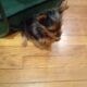 MERLE TOY YORKIES