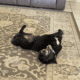 Aussiedoodle mini neutered male