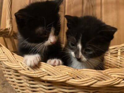 kittens for sale