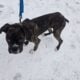 Boxer Male