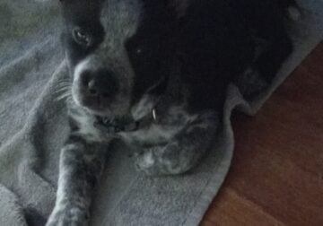 Small puppy