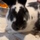 Bunnies For Sale