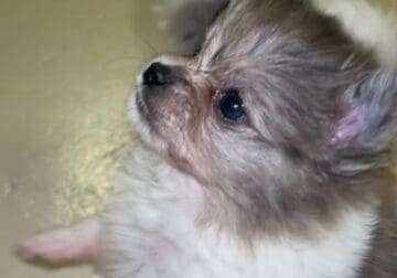 Merle Pomeranian Puppies