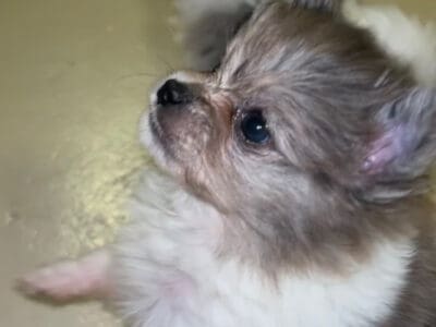Merle Pomeranian Puppies