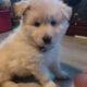 AKC GERMAN SHEPHERD PUPPIES READY VALENTINES DAY