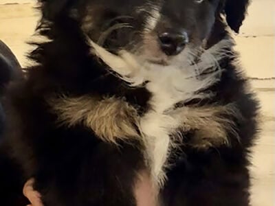 Mini AUSSIE POO Pups