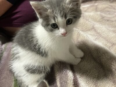 Kittens for sale!