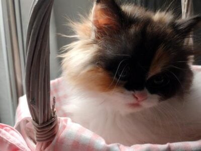 Kittens Maine Coone Ragapurs Ragdolls ❤️