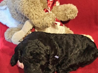 Standard Poodles