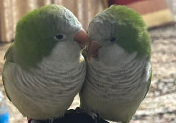 2 Quakers for sale