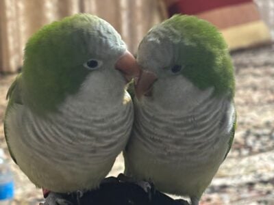 2 Quakers for sale