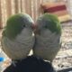 2 Quakers for sale