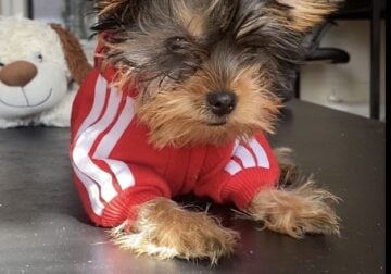 Yorkshire Terrier Puppies
