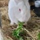 NEW ZEALAND , ALL WHITE DOE Rabbit 1 year old ,