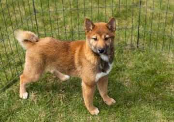 AKC Shiba Inu female pup in Indiana (Jenny)