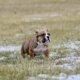 Extreme pocket bull male puppy 3. Abkc