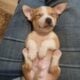 Chiweenies puppies