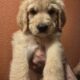 GOLDENDOODLE PUPPIES!