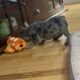 AKC-Females Litter 12/18/24