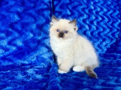 Ragdoll kittens TICA registered $1,200