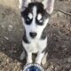 Siberian Husky Puppies (Born Sepember 29)