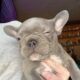 AKC Lilac French Bulldog
