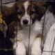 Puppies looking for homes