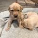 AKC Lab Puppies for Sale