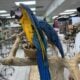 8 months old blue and gold macaw female