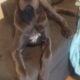 Great dane puppy