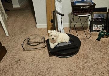 maltese puppies (male)