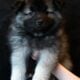 Keeshond Puppies