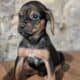 Bloodhound female