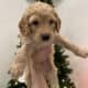 Golden Mountain Doodle Puppies for Sale! 🐶