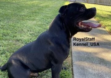 Staffordshire Bull Terrier (purebred) – Stud