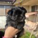 Pomeranian – Shih tzu