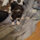Blue nose pits
