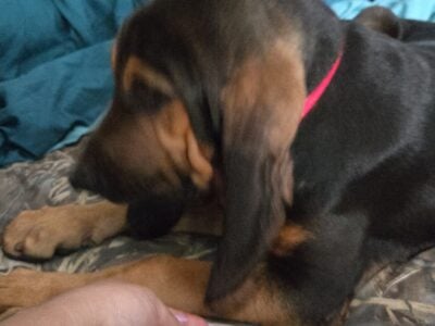 Waylon