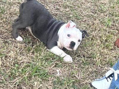 Bully