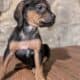 Bloodhound female