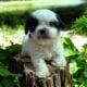 Cavapoo Babies
